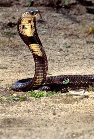 cobra monocular